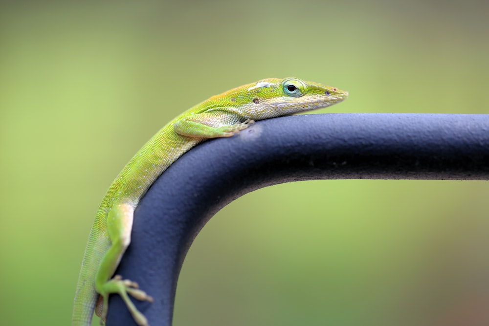 a green and yellow lizard sitting on top of a blue chair