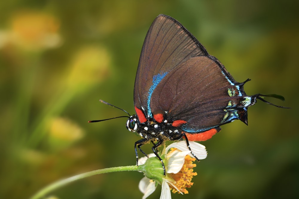 two butterflies sitting on top of a flower