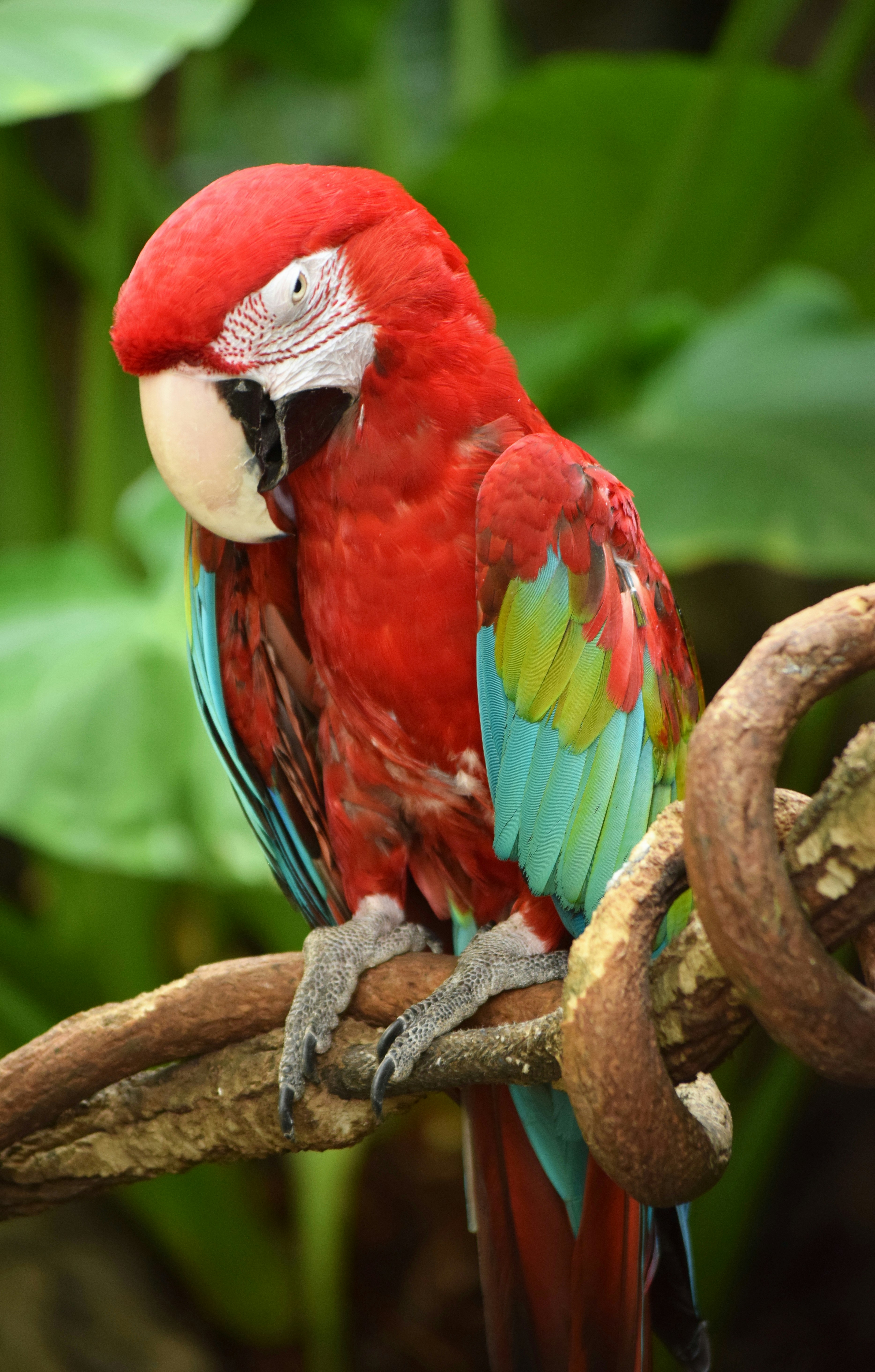 Parrotlets: Pocket-Sized Powerhouses (image credits: unsplash)