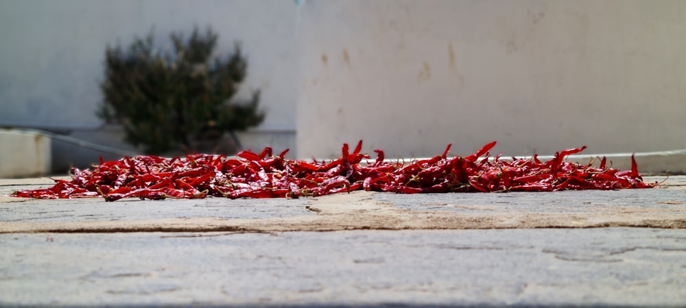 a pile of red peppers sitting on top of a sidewalk
