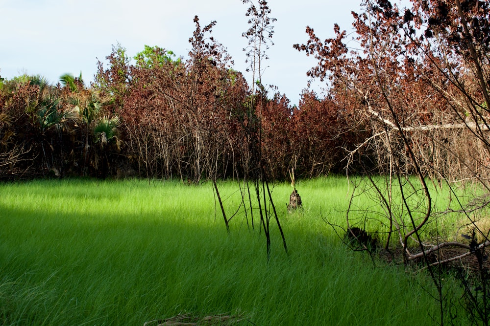 a grassy field with trees in the background