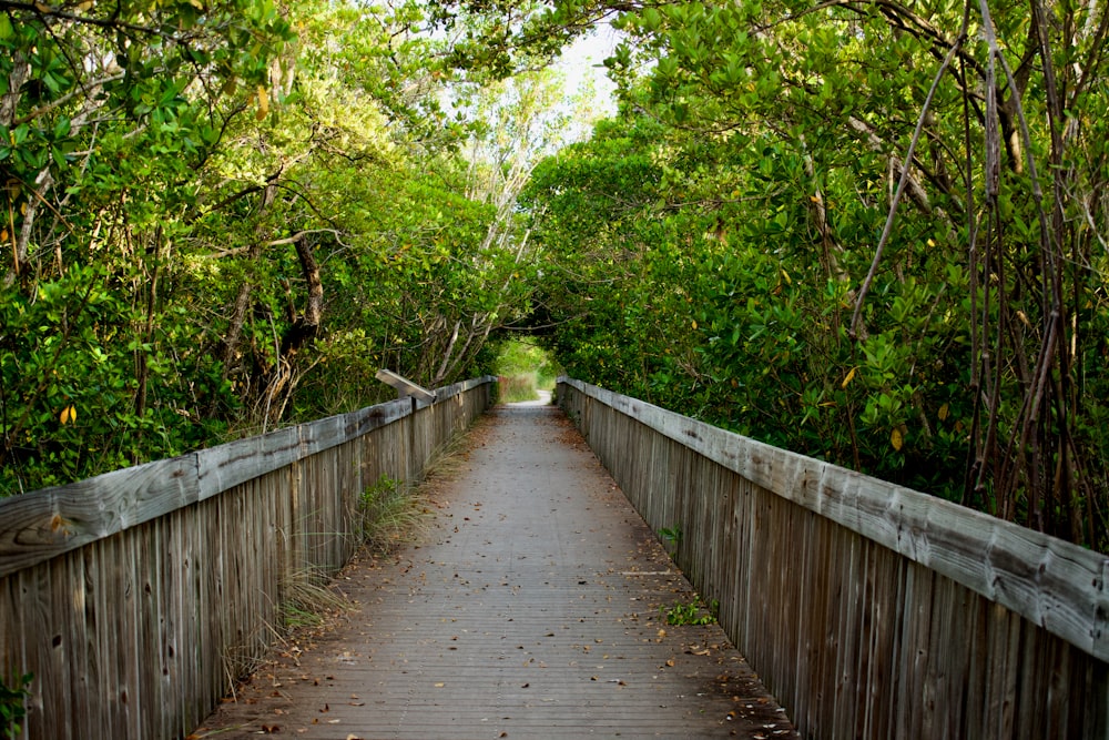 a wooden walkway surrounded by trees and bushes