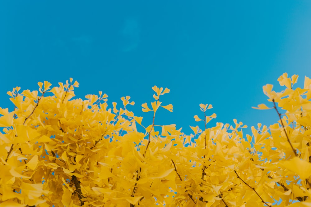 flores amarelas sob o céu azul durante o dia