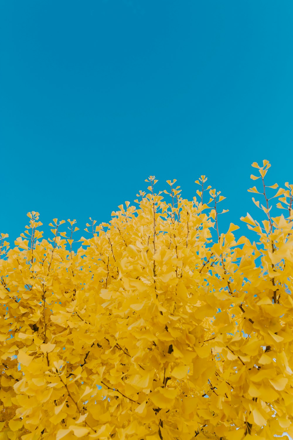 yellow leaves under blue sky during daytime