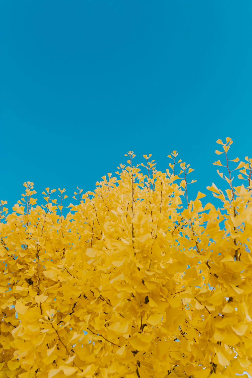 昼間の青空に黄色の葉