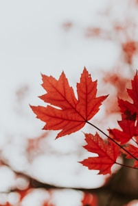 red maple leaf in close up photography