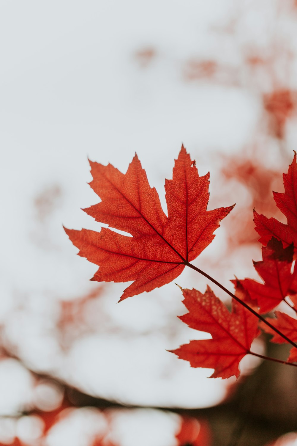 Feuille d’érable rouge en photographie rapprochée