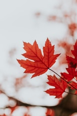 Red Maple leaf during Autumn.