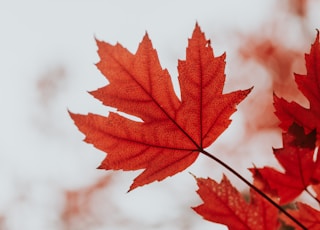Red Maple leaf during Autumn.