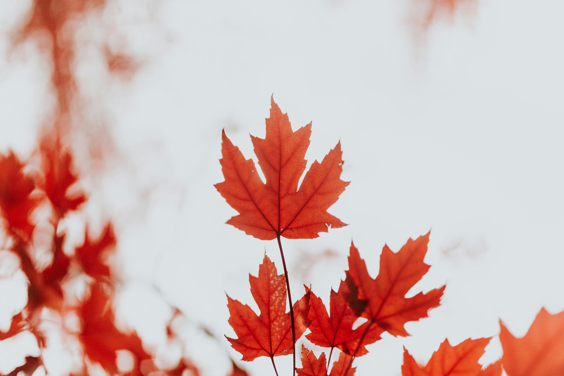 red maple leaf on white background
