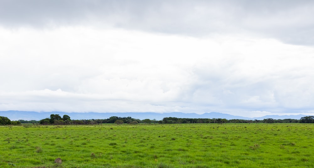 a large open field with trees in the distance