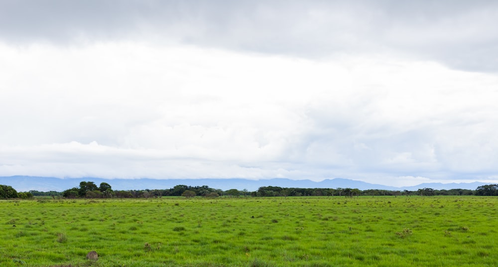 um grande campo aberto com árvores à distância