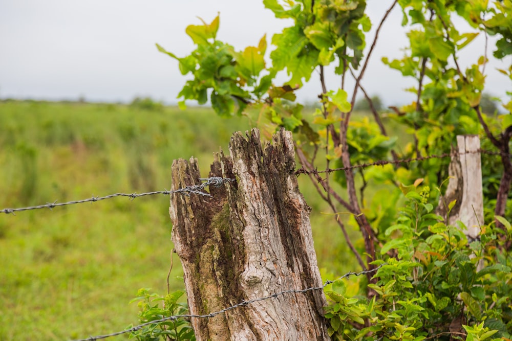 a barbed wire fence with a tree stump in the foreground