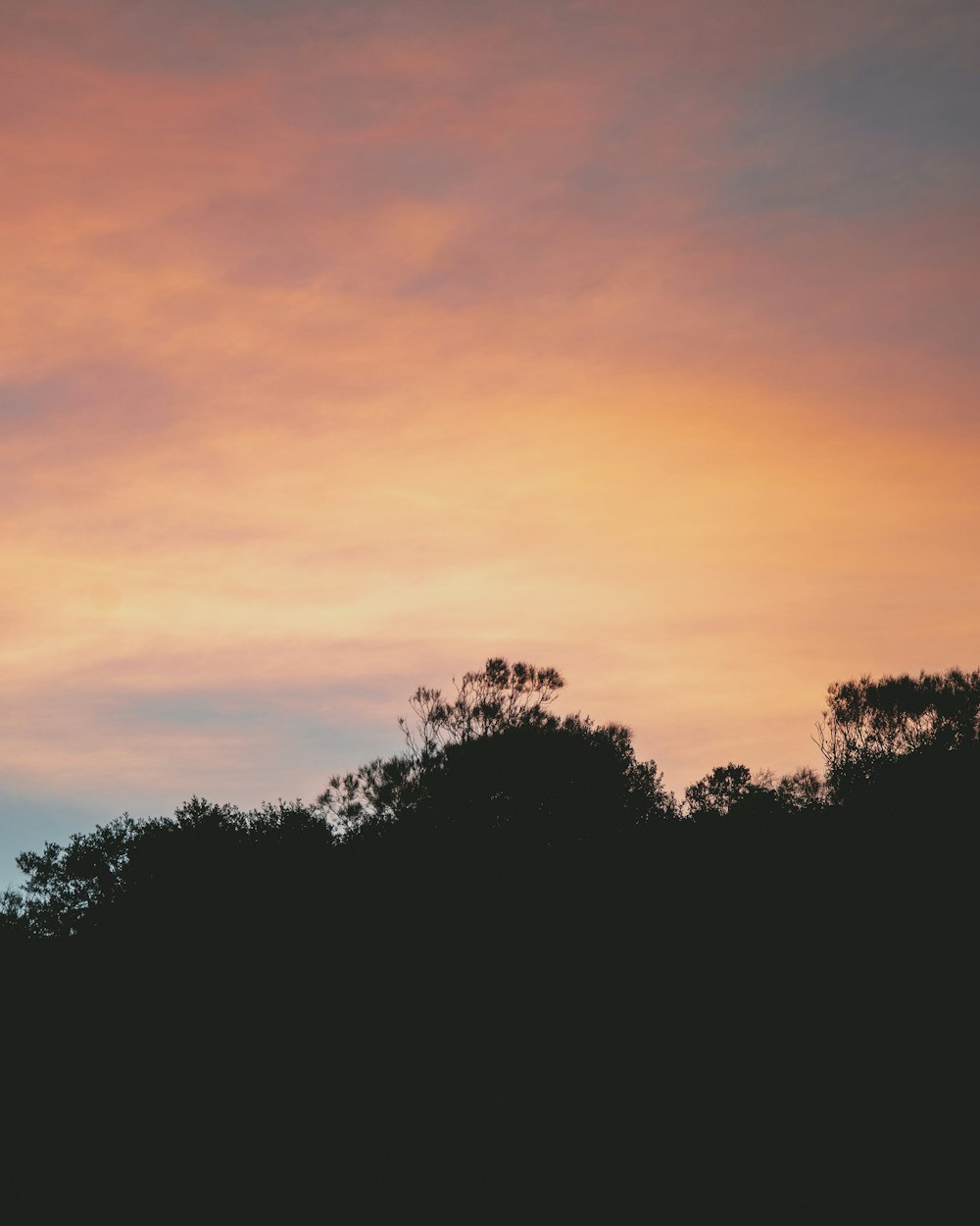 silhouette of trees during sunset