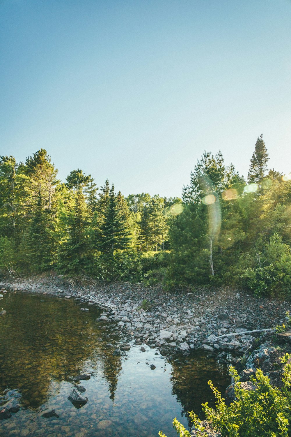 green trees beside river during daytime