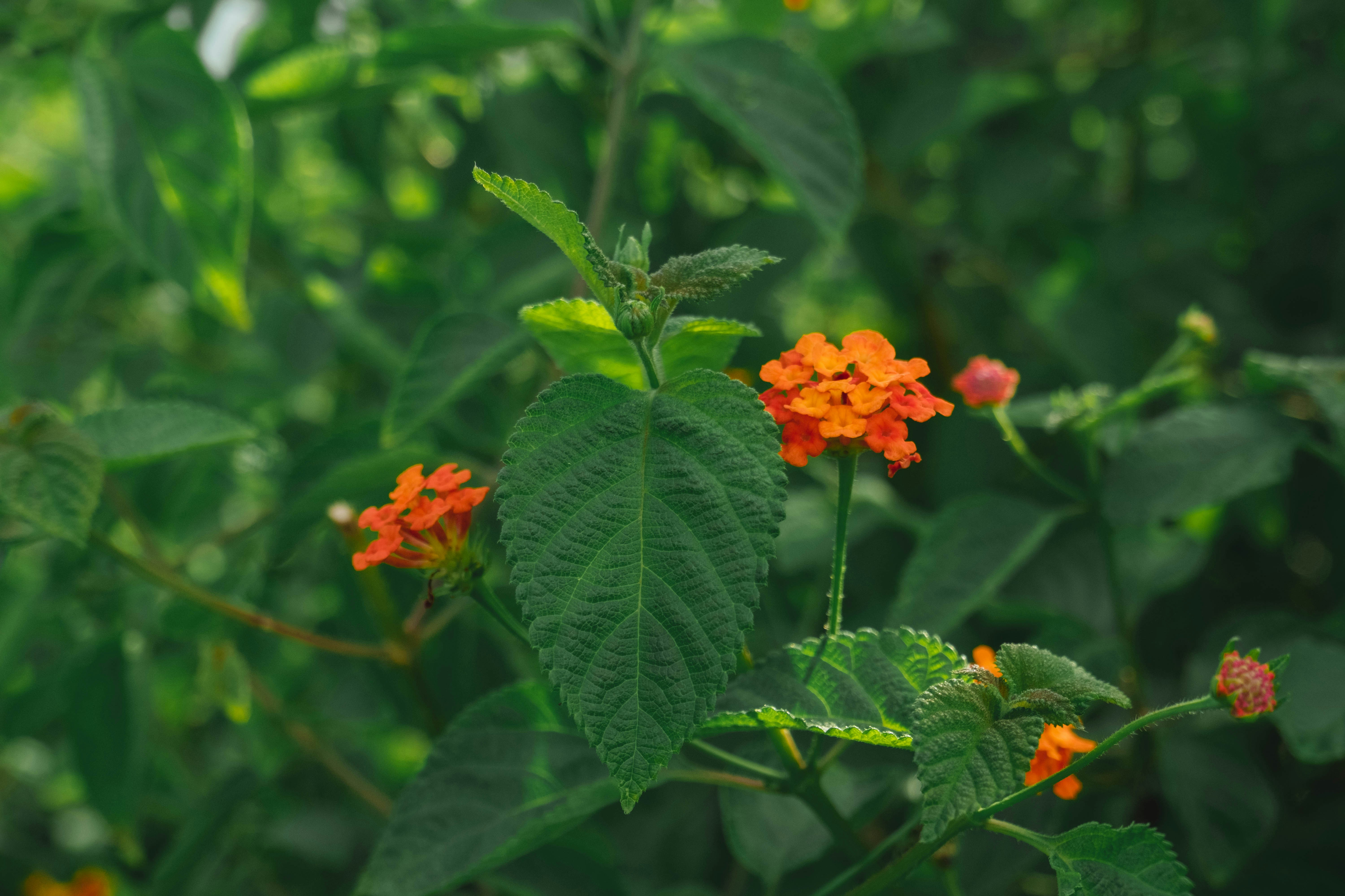 a close up of a plant with orange flowers