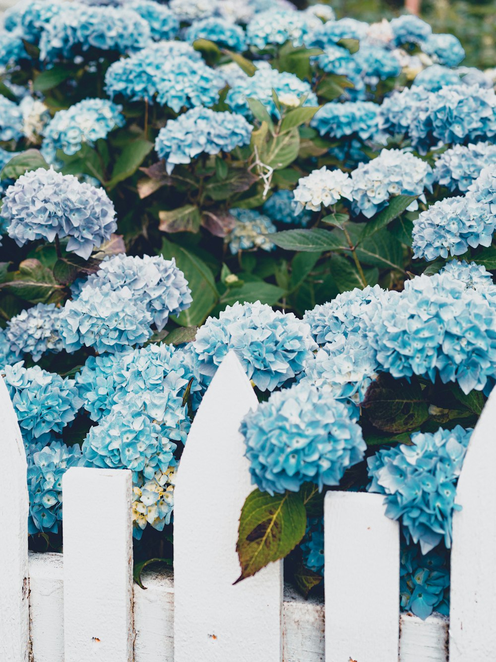 weiße Blüten mit grünen Blättern