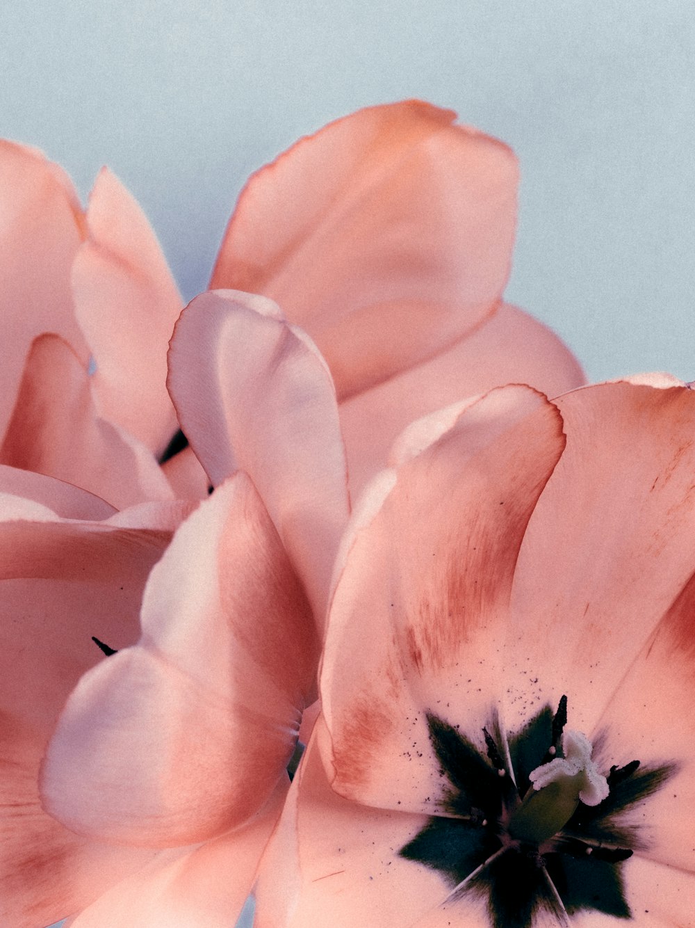 咲くピンクのチューリップ、クローズアップ写真