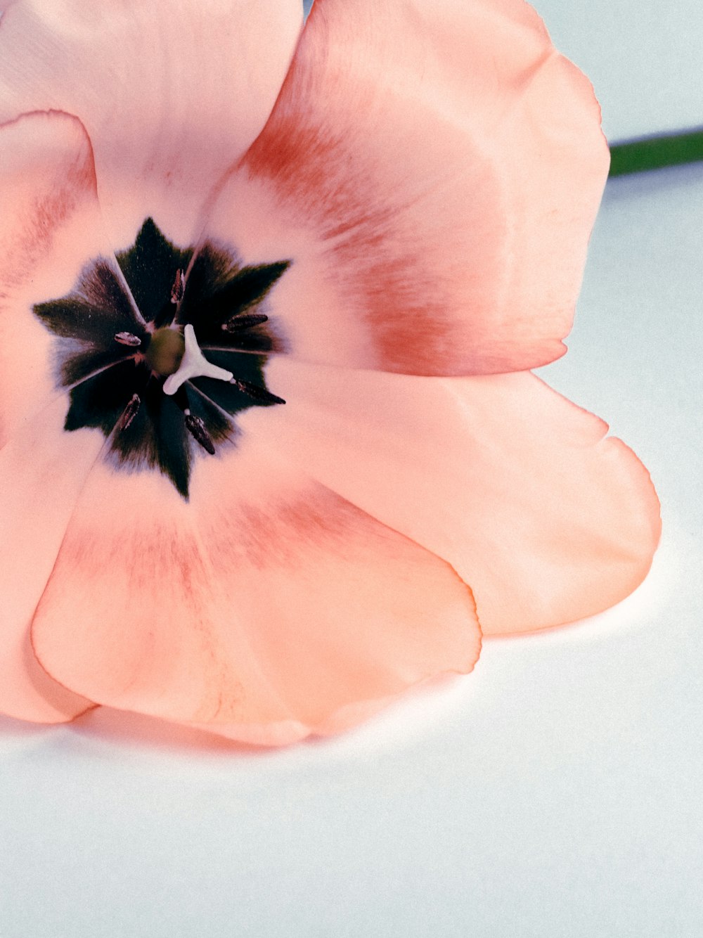 pink and black flower on white table