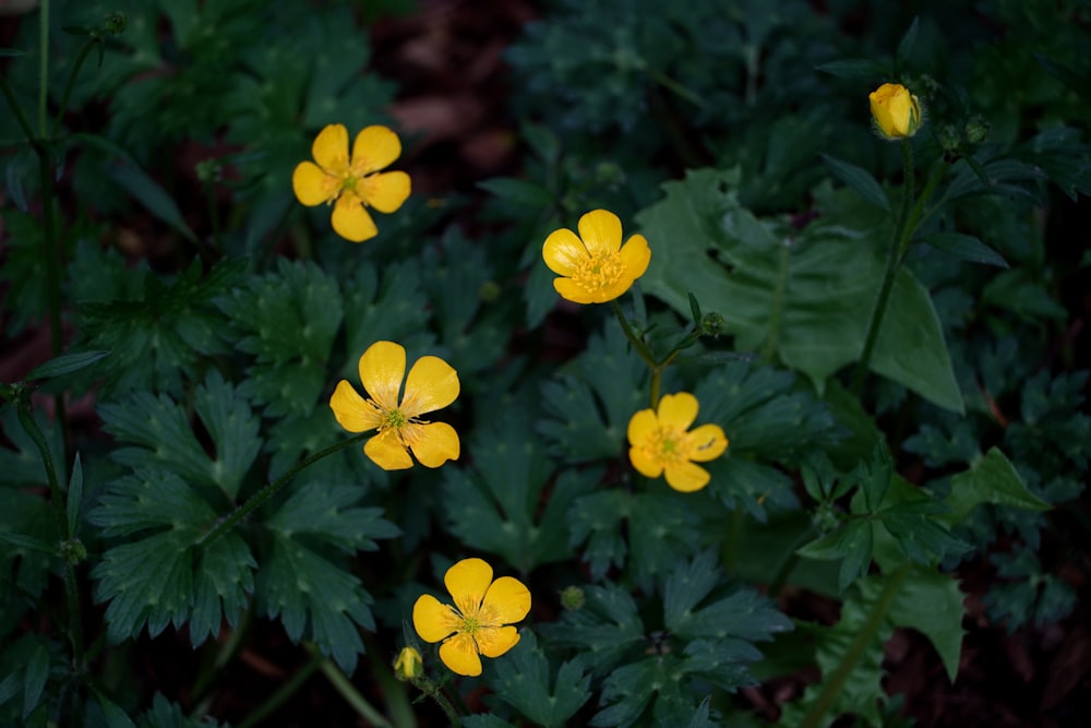 yellow flowers with green leaves