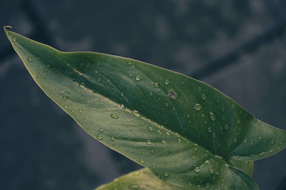 water droplets on green leaf