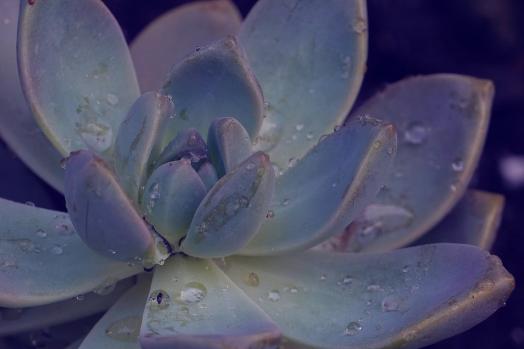 purple flower with water droplets