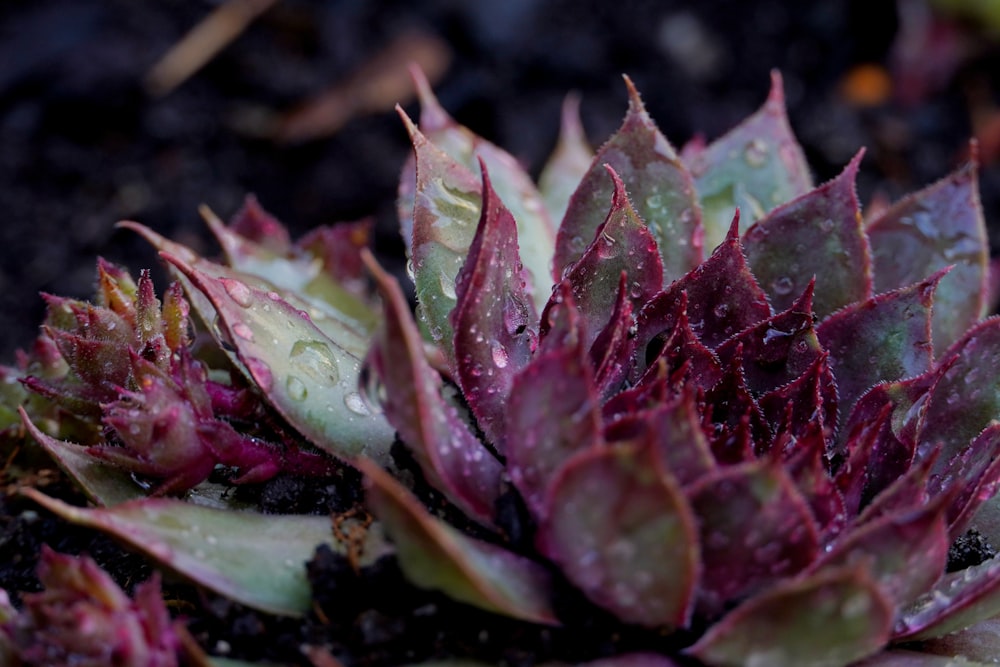 red and green plant leaves