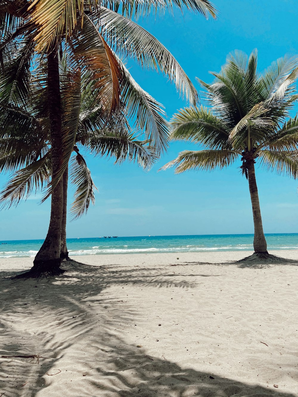 two palm trees on a beach with the ocean in the background