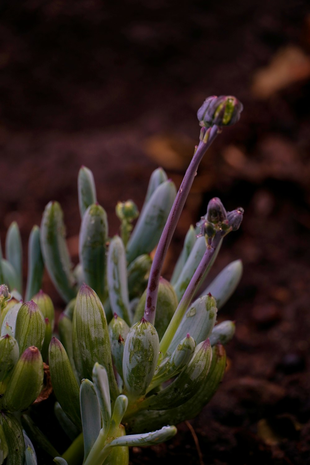 green plant in close up photography