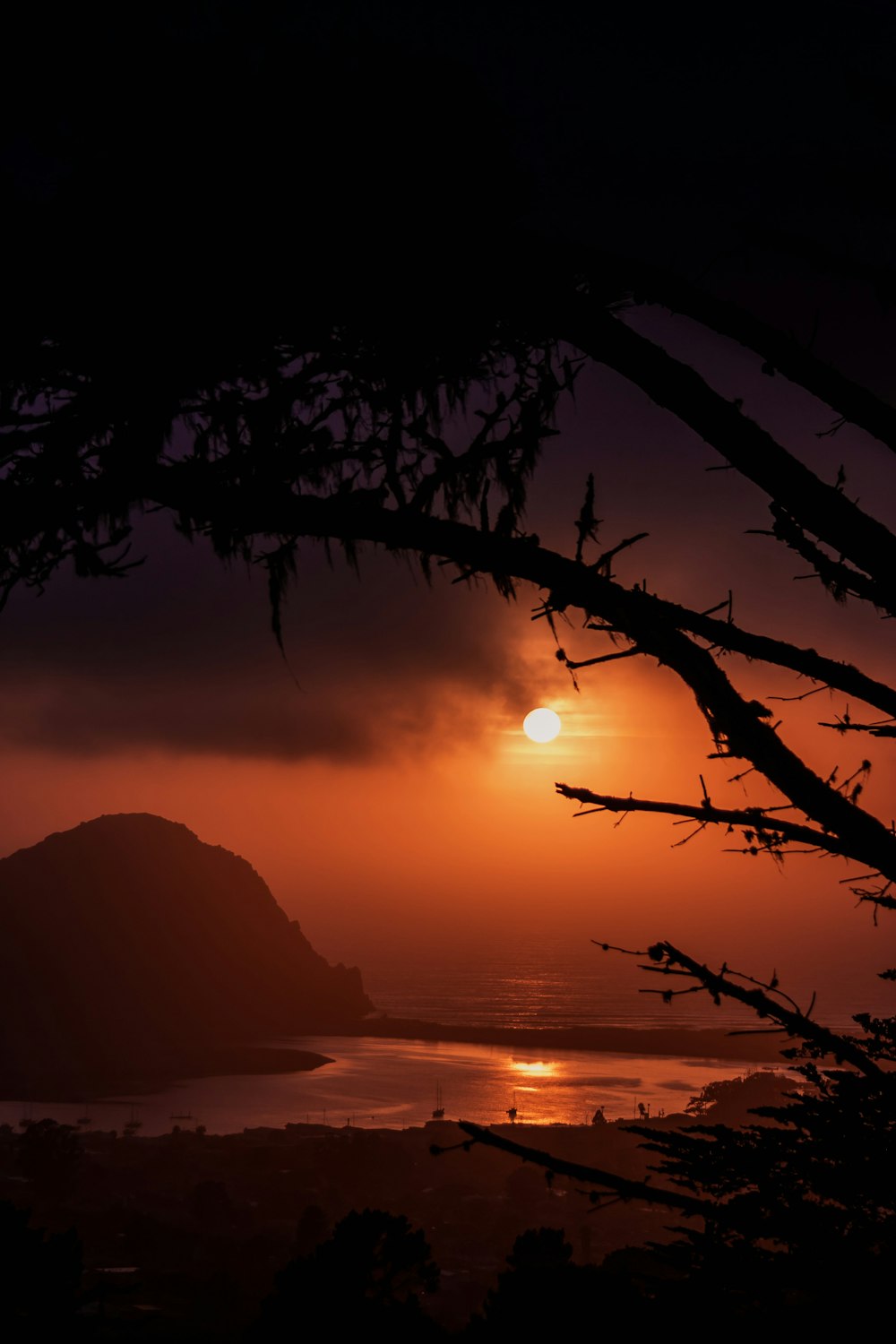 silhouette of tree branch during sunset