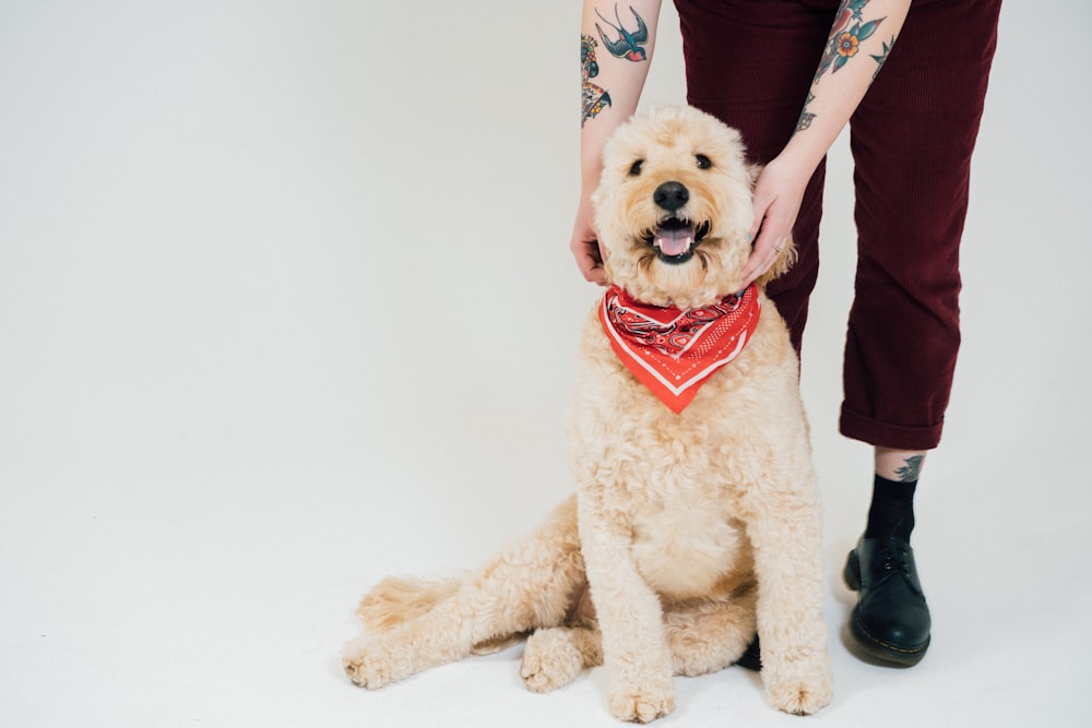 man in red jacket holding white long coated dog