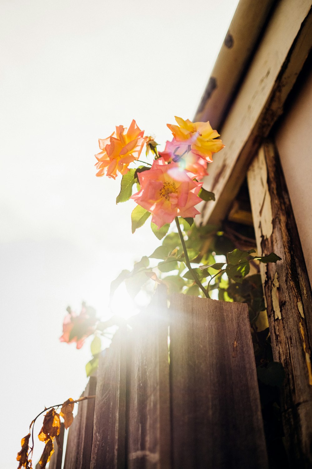 pink and white flowers on brown wooden fence