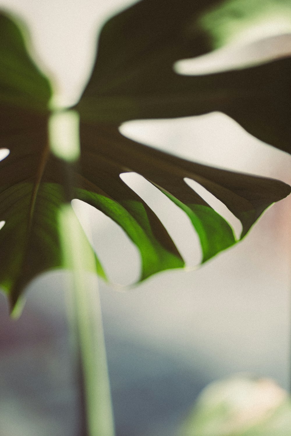 green leaf in close up photography