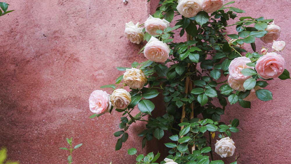 a bush of pink and white roses against a pink wall