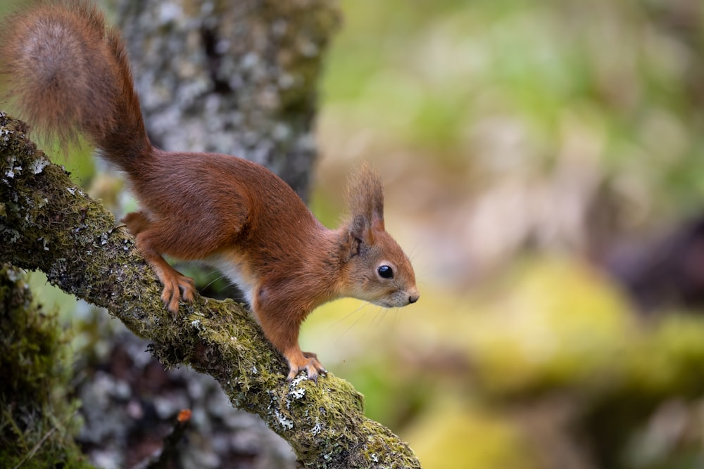 um esquilo vermelho sentado em um galho de árvore