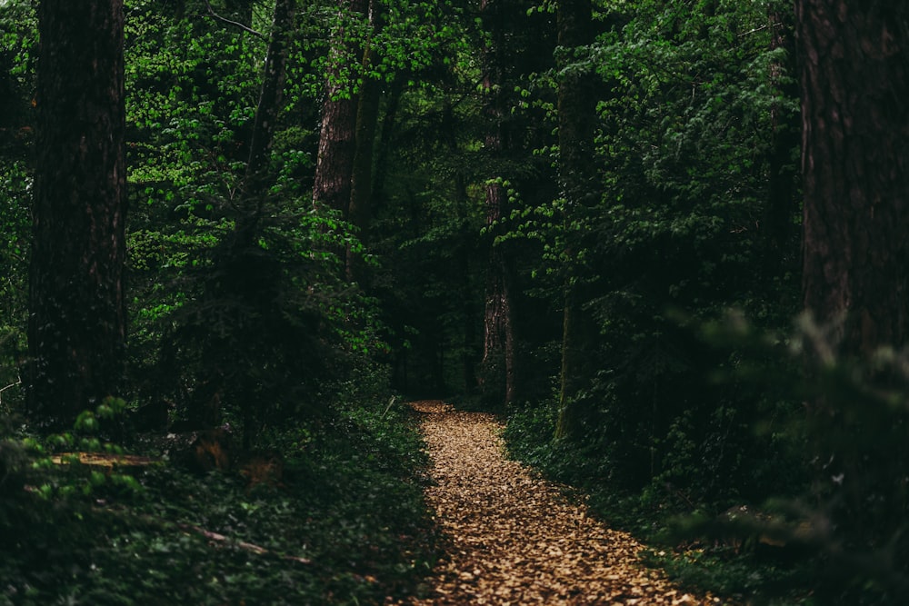 a path in the middle of a forest with lots of trees