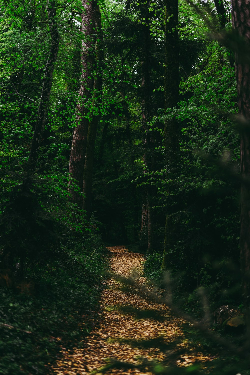 green trees on brown soil