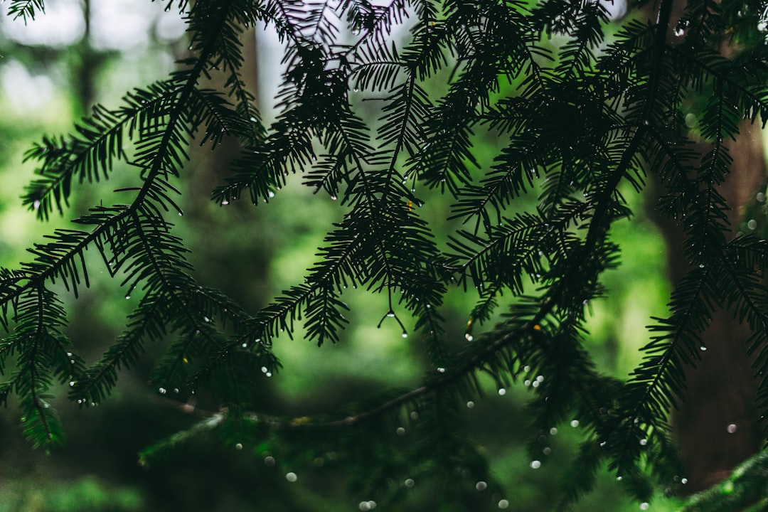 green pine tree with water droplets