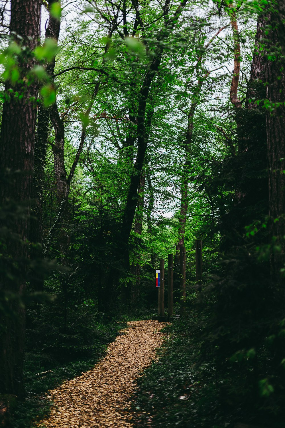 green trees on brown soil