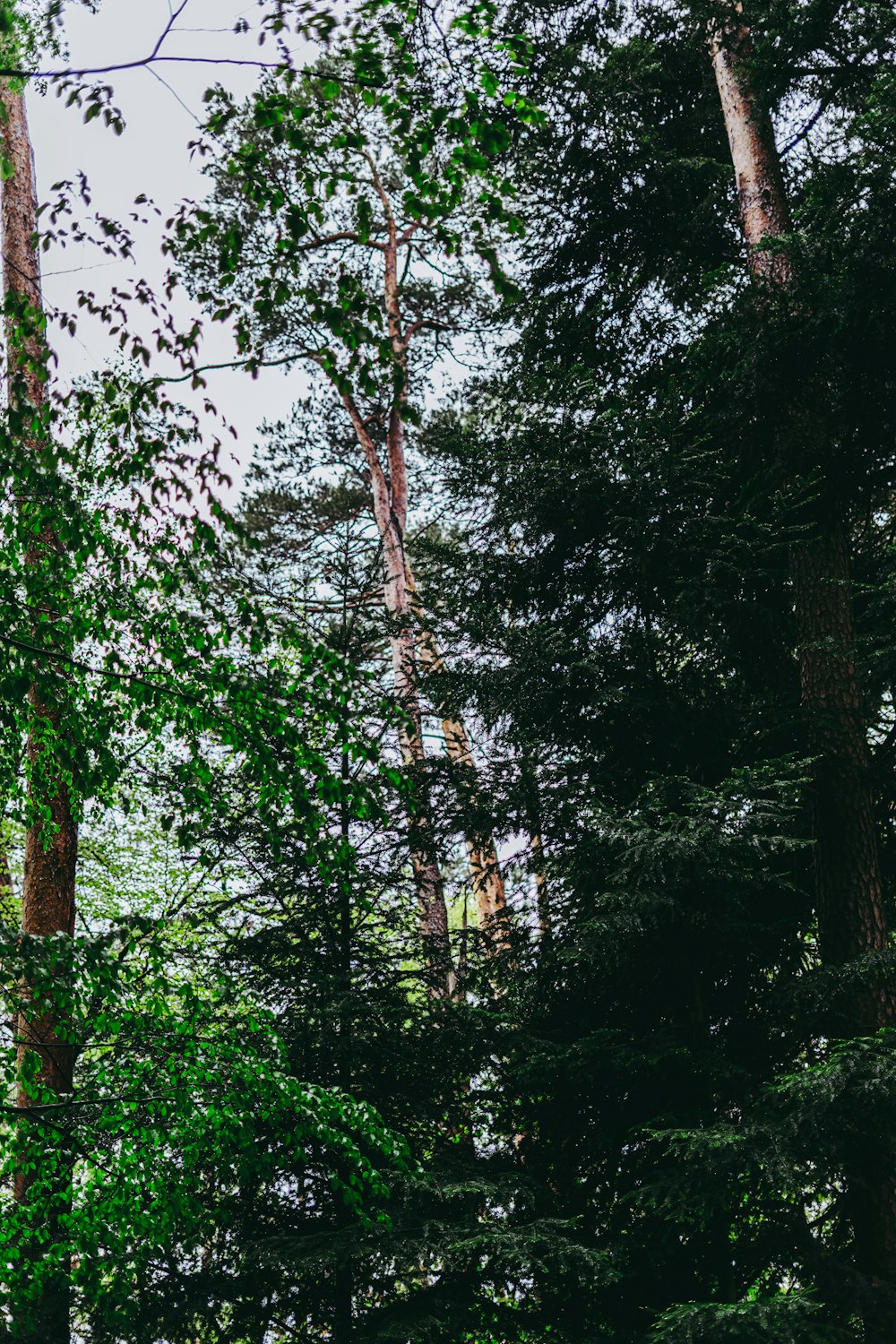 green trees and plants during daytime