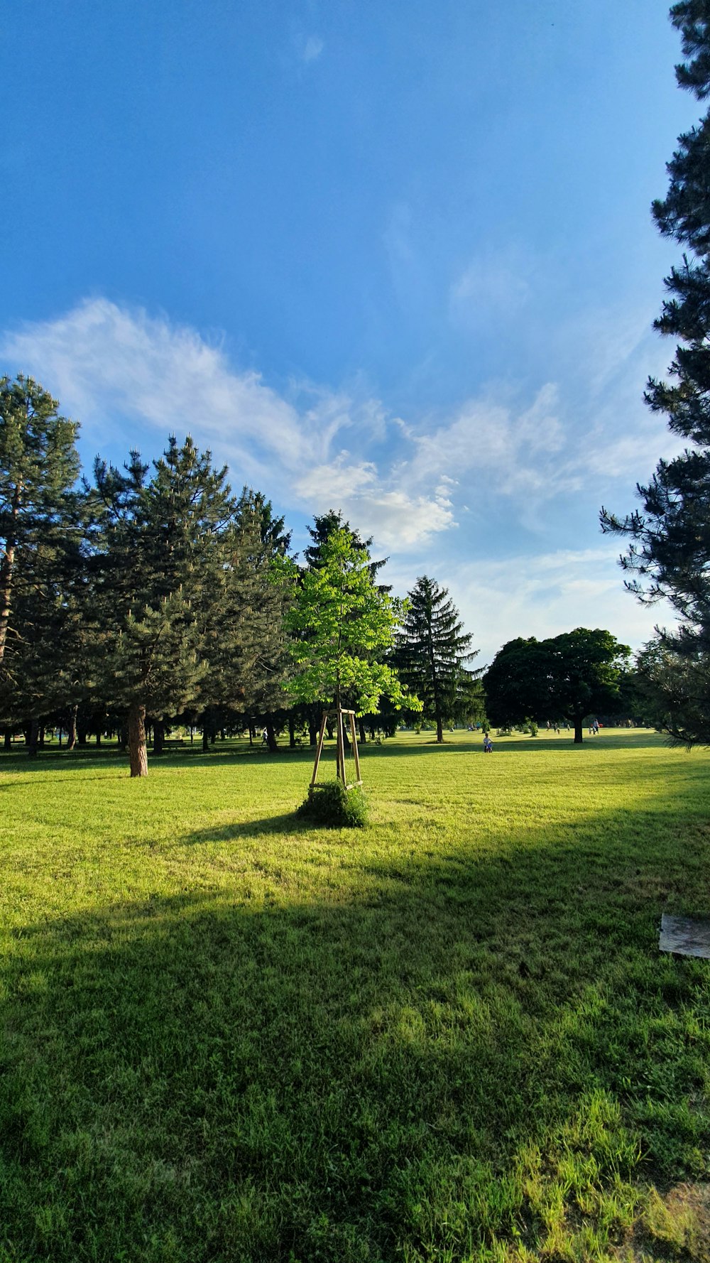 a grassy field with trees and a bench