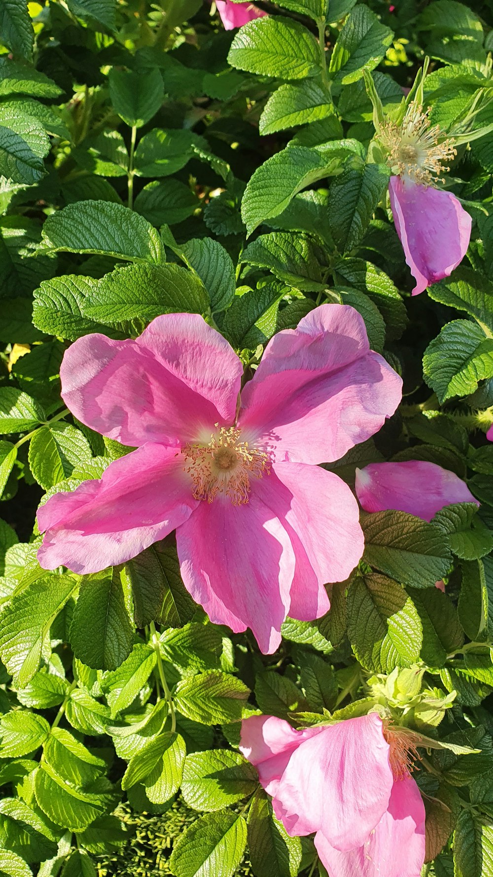 a close up of a pink flower on a bush