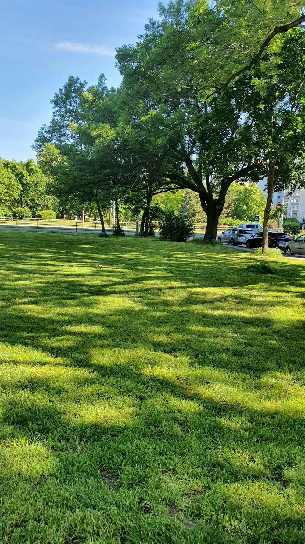 a park with lots of green grass and trees