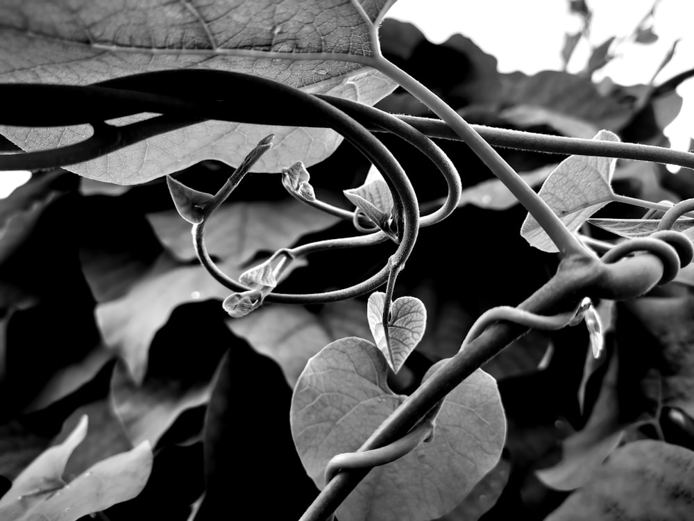 a black and white photo of a vine with leaves