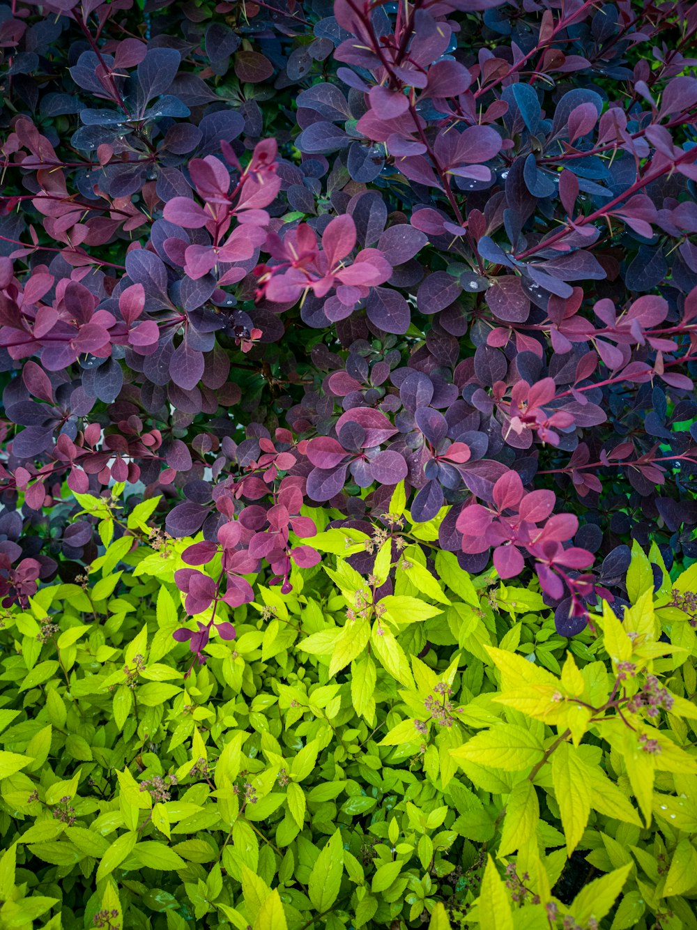 a group of purple and green plants next to each other