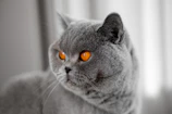 Close-up of a British Shorthair's plush blue-gray fur and chubby cheeks.