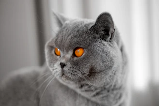 Close-up of a British Shorthair kitten’s plush coat and bright, curious eyes.