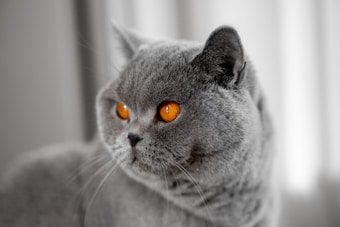 A close-up of a British Shorthair cat with plush grey fur and striking orange eyes. The background is softly blurred, emphasizing the cat's calm and composed expression.
