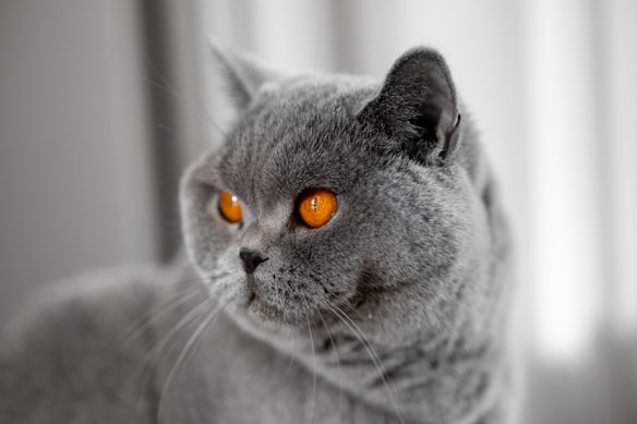A close-up of a British Shorthair cat with plush grey fur and striking orange eyes. The background is softly blurred, emphasizing the cat's calm and composed expression.