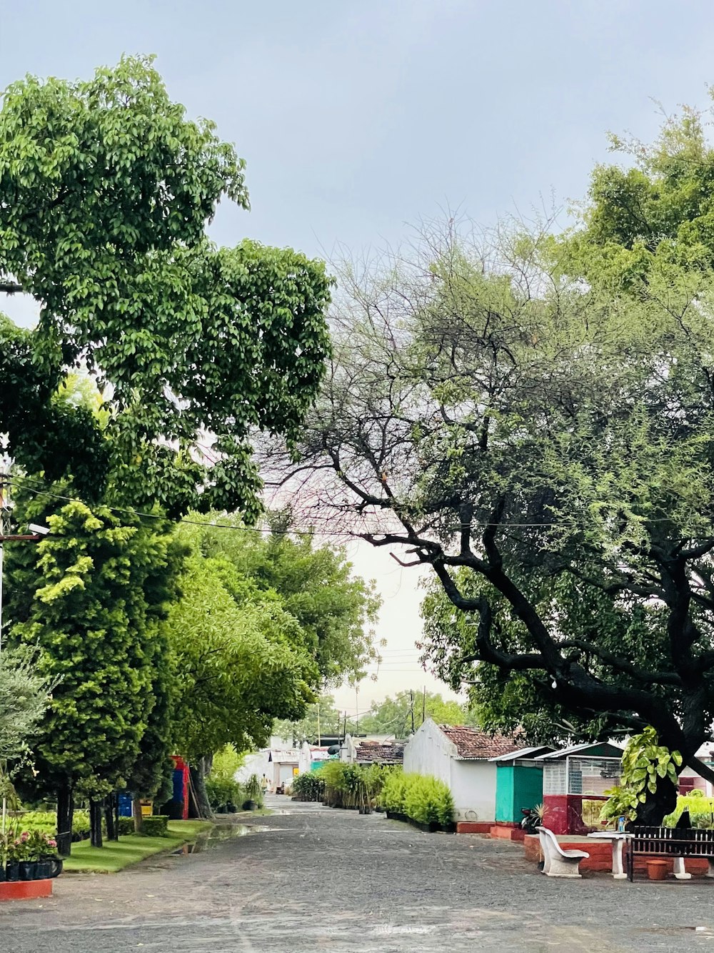 a street lined with lots of green trees